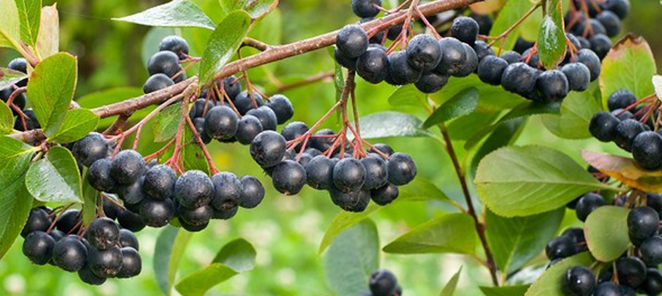 Aronia „Chokeberry” fructul cu multe talente