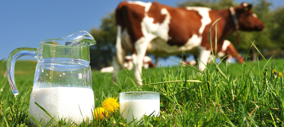 Principiile dietei naturiste despre laptele şi produsele obţinute din el