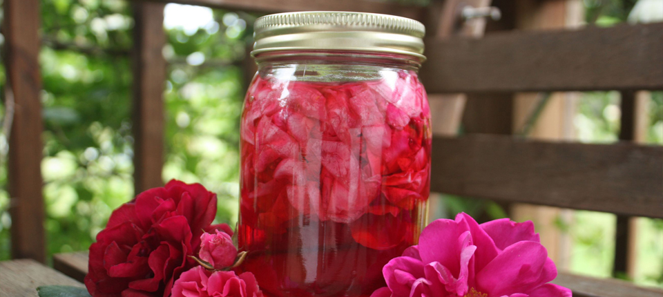 Extractul din petale de trandafir reduce nivelul colesterolului din sânge
