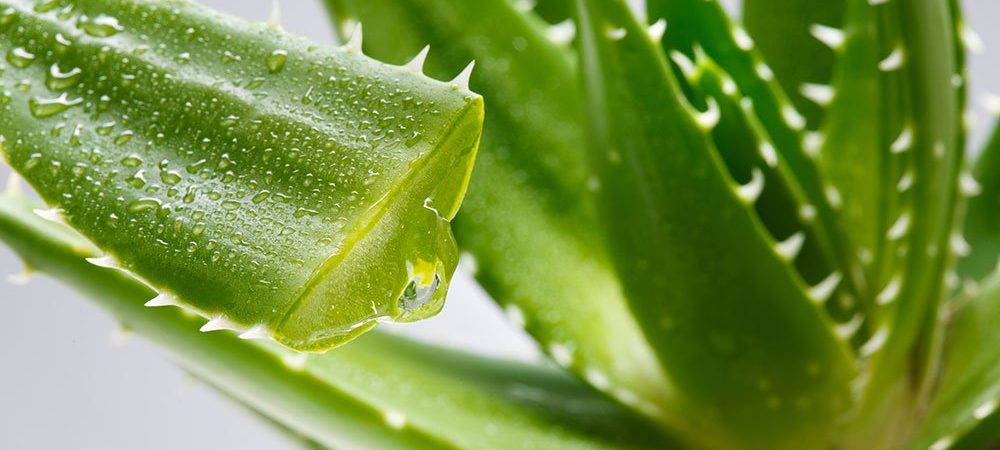 10 beneficiile plantei Aloe Vera